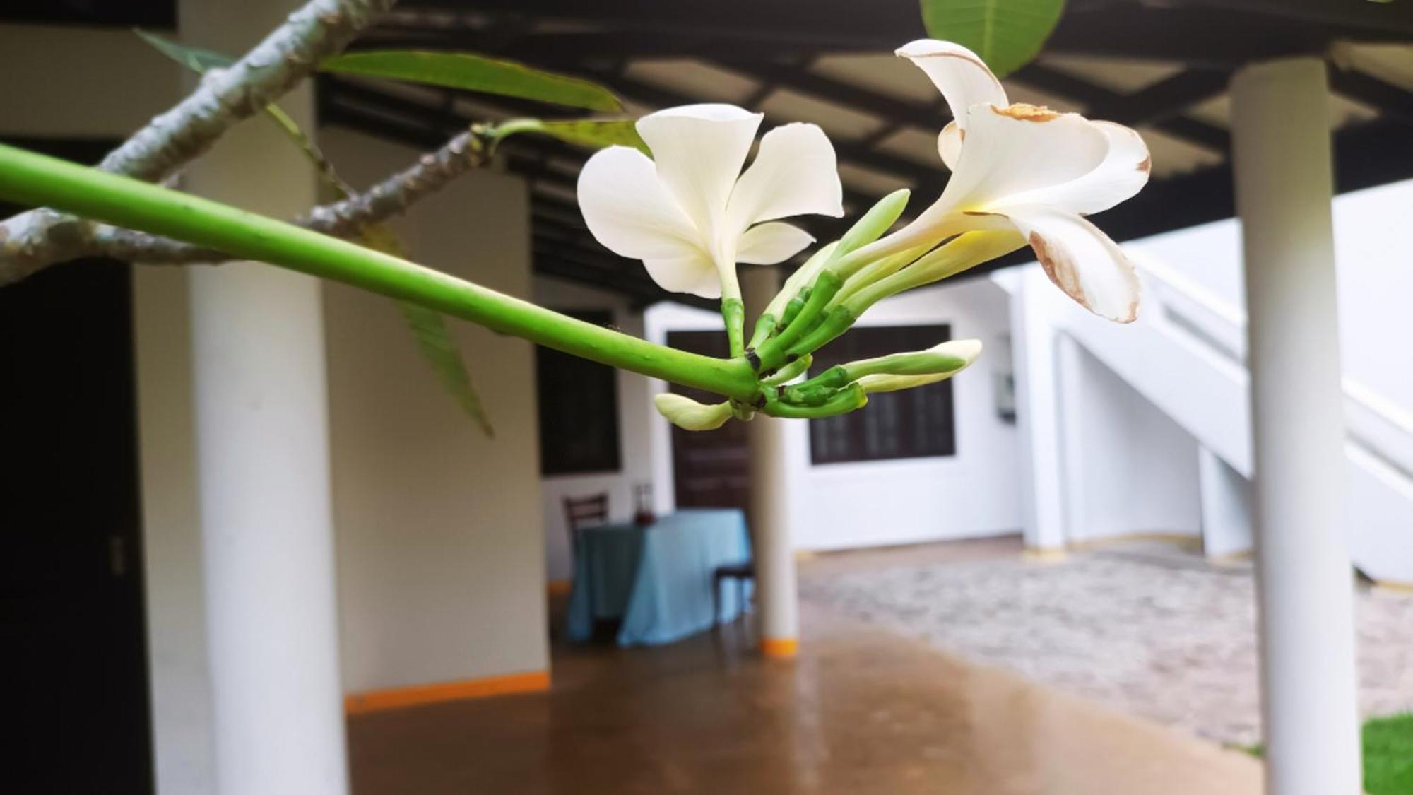 Greenery Lanka Villa อูนาวาตูนา ภายนอก รูปภาพ